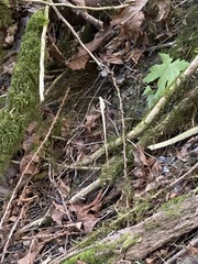 Cephalanthera austiniae