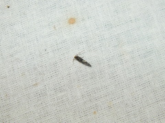 Nemapogon variatella