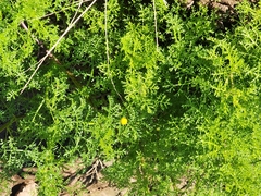 Oncosiphon pilulifer