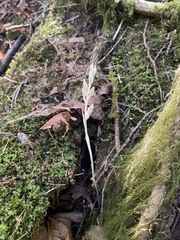 Cephalanthera austiniae