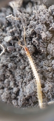 Geophilus flavus