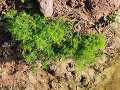 Oncosiphon pilulifer