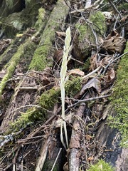 Cephalanthera austiniae