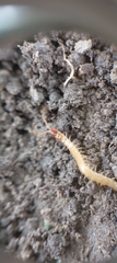 Geophilus flavus