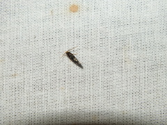 Nemapogon variatella