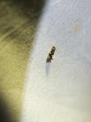 Nemapogon variatella