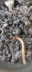 Geophilus flavus