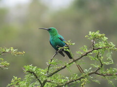 Nectarinia famosa