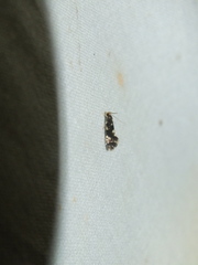 Nemapogon variatella