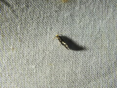 Nemapogon variatella