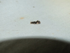 Nemapogon variatella