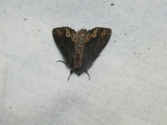 Dypterygia scabriuscula