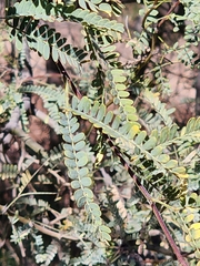 Prosopis velutina