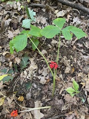 Arisaema triphyllum