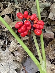 Arisaema triphyllum