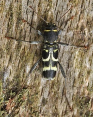 Xylotrechus ibex