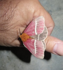 Pseudodirphia menander