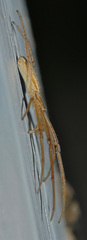 Tetragnatha striata