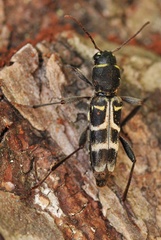 Xylotrechus ibex