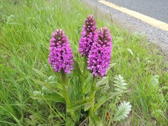 Dactylorhiza kerryensis