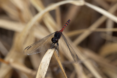 Diplacodes melanopsis