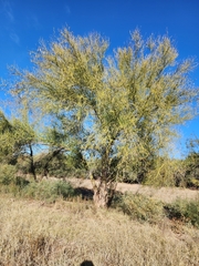 Parkinsonia florida
