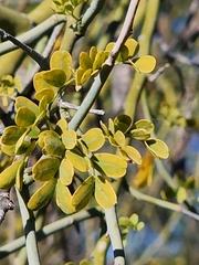 Parkinsonia florida