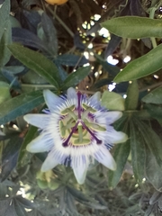 Passiflora caerulea