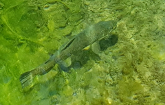 Salmo trutta