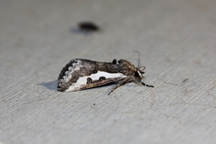 Euscirrhopterus gloveri
