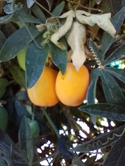 Passiflora caerulea