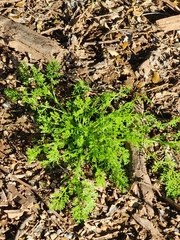 Oncosiphon pilulifer