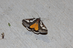 Euscirrhopterus gloveri