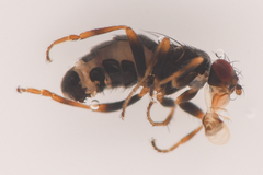 Sphaeroceridae