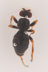 Sphaeroceridae