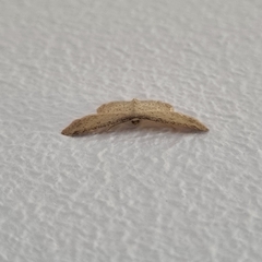 Cyclophora semirosea