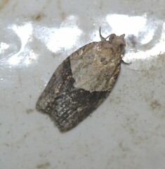 Epiphyas postvittana