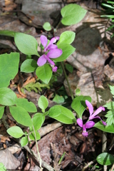 Polygaloides paucifolia