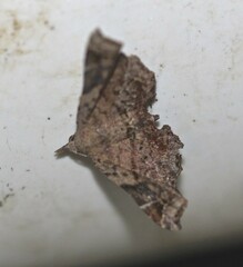 Esthlodora variabilis