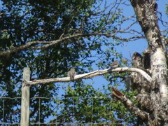 Muscicapa striata striata
