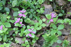 Polygaloides paucifolia