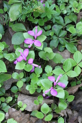 Polygaloides paucifolia