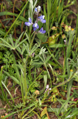 Lupinus nanus