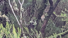 Fringilla coelebs maderensis