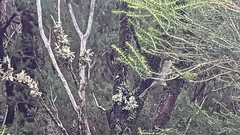 Fringilla coelebs maderensis