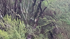 Fringilla coelebs maderensis