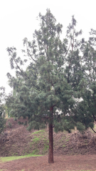 Pinus patula