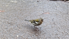 Fringilla coelebs maderensis