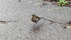 Fringilla coelebs maderensis