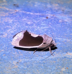 Gonodonta
